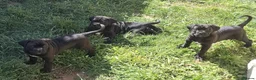 Cane Corso dogs for sale: CANE CORSO PUPPIES - Advert 24