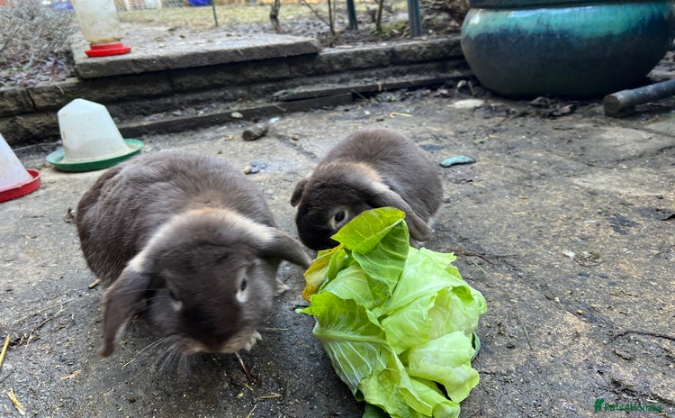English Lop rabbits - Advert 1