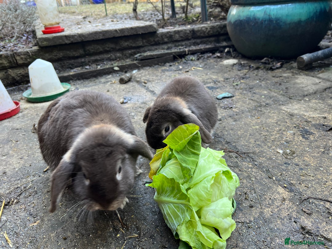 English Lop rabbits for sale: 2 male brothers  - Image 1