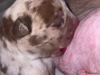American Bully dogs 4 ABKC unreal pocket/micro bully’s - Advert 3