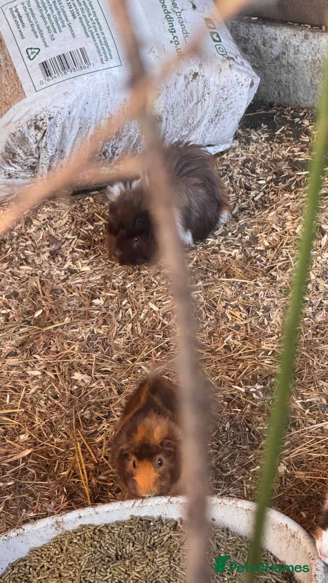 Guinea Pig rodents for sale: Mixed age female Guinea Pigs - Advert 5