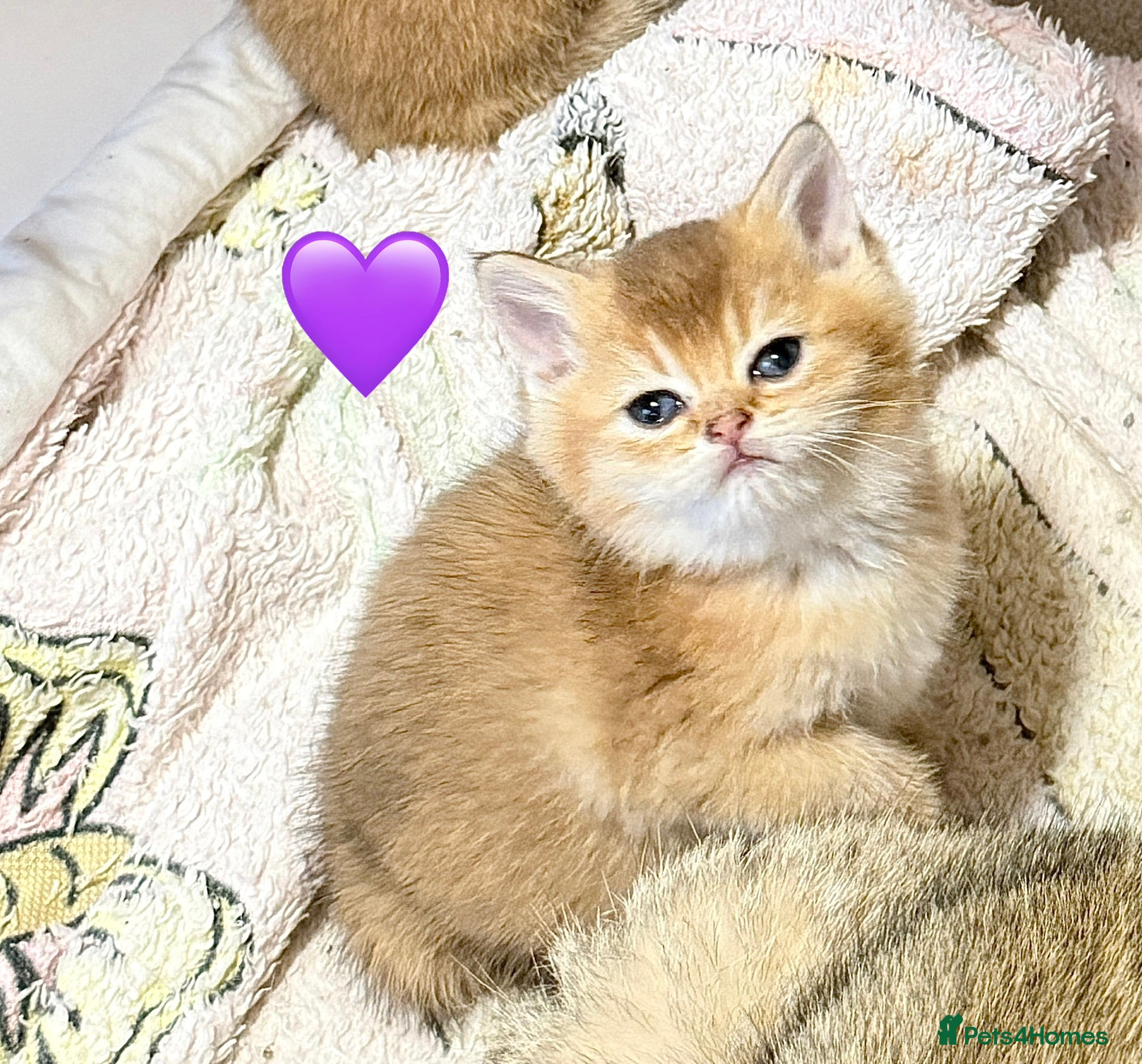 British Shorthair cats for sale: Stunning Golden British Shorthair Kittena🩷💜💙 - Advert 2