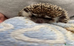 Pygmy Hedgehog rodents for sale: 2x female and 1x male hedgehogs  - Image 2