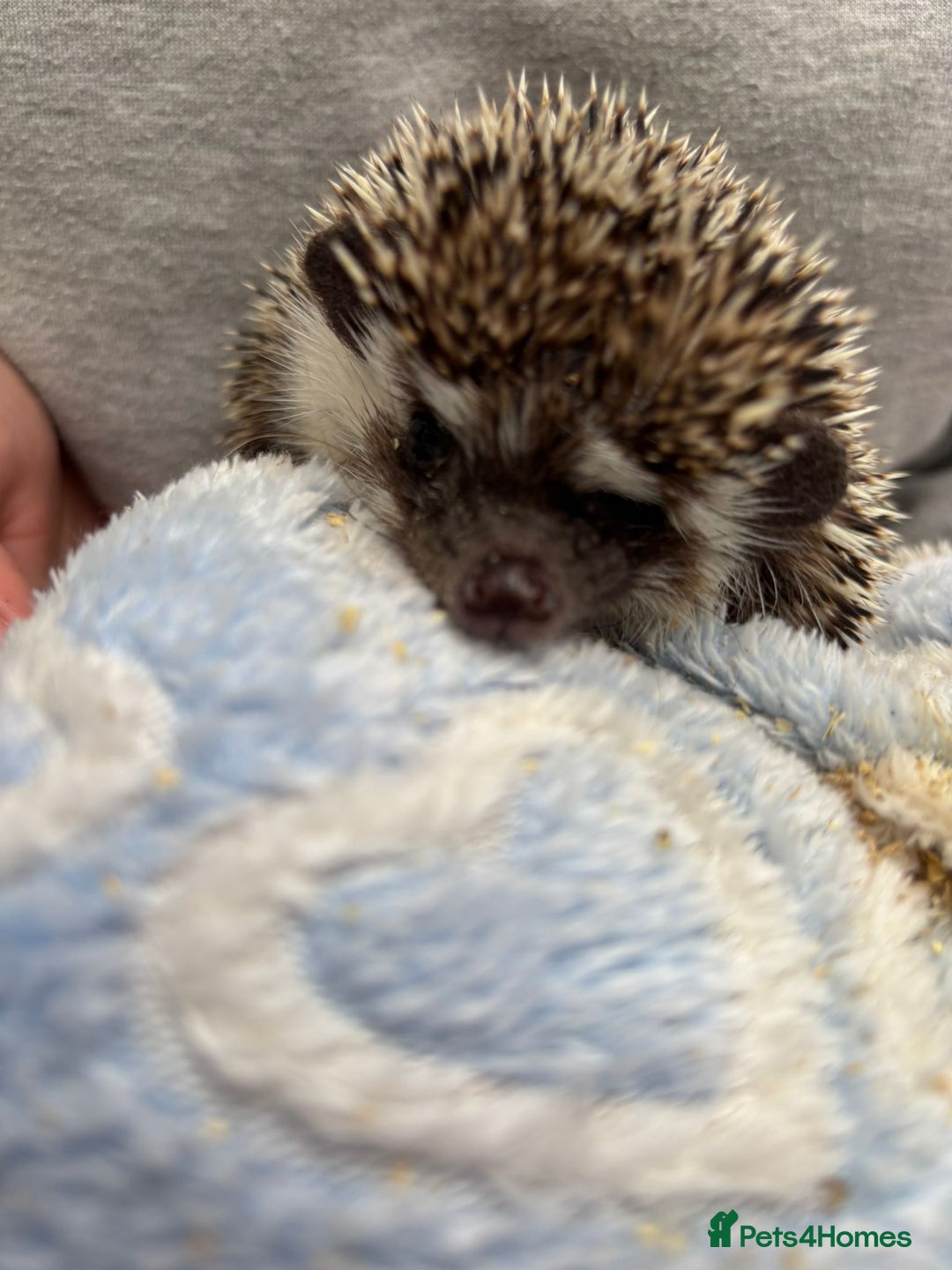 Pygmy Hedgehog rodents for sale: 2x female and 1x male hedgehogs  - Image 2