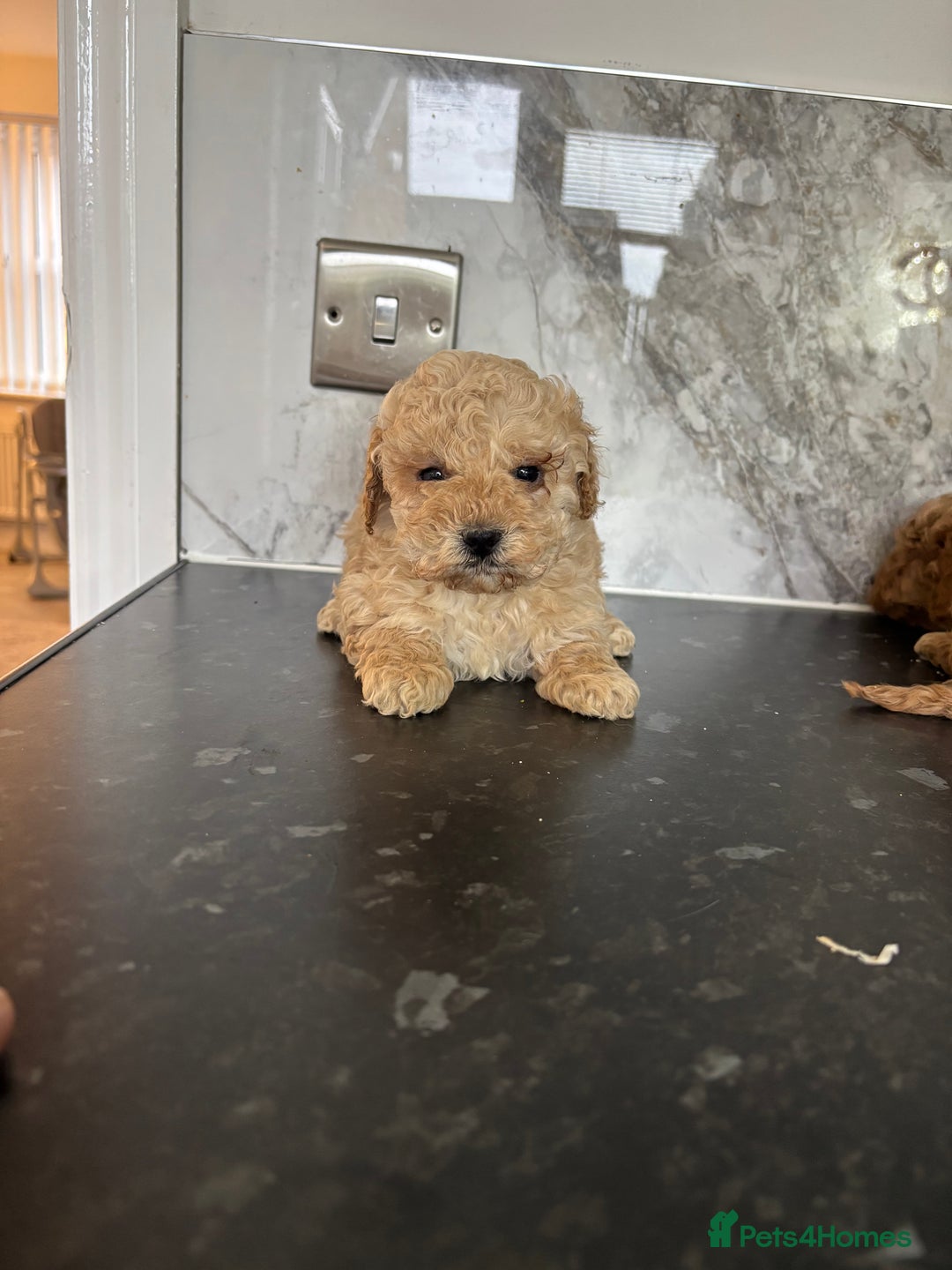 Maltipoo dogs for sale: 🐶 perfect toy maltipoo puppies (toy poodle) 🐶  - Advert 6