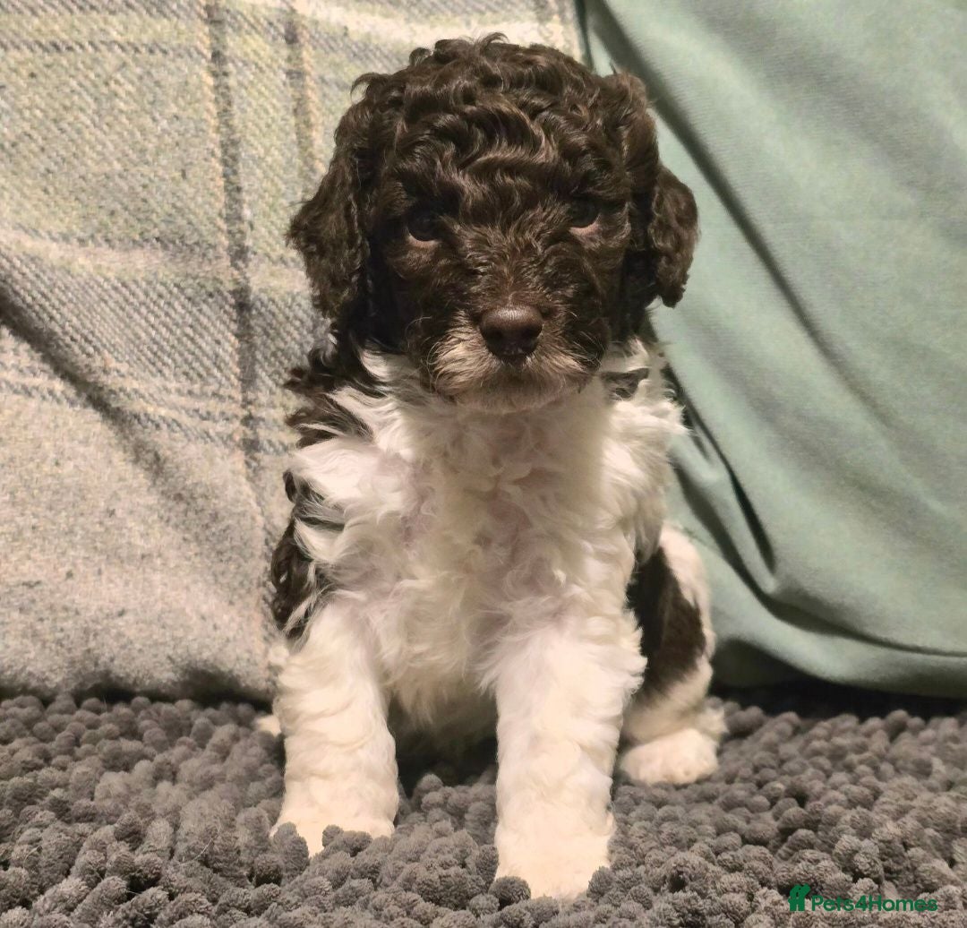 Cockapoo dogs Last boy Beautiful F1b Minature Cockapoos - Advert 1