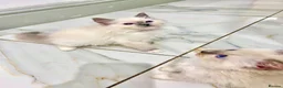 Ragdoll cats for sale: PURE&STUNNING Ragdoll kittens  - Advert 7