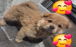 Chow Chow dogs for sale: 5 beautiful chow chow puppies  - Image 19