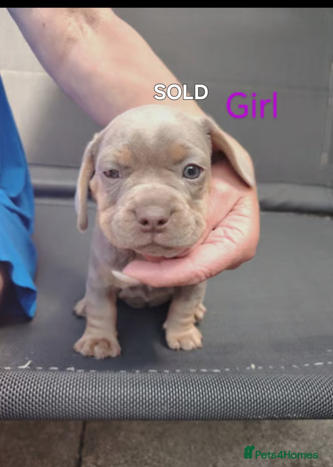 Mixed Breed dogs for sale: URGENT! Sausage dog mix with French bulldog - Image 5