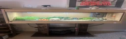 Corn Snake reptiles for sale: Corn snake needed rehoming FREE in King's Lynn - Advert 3