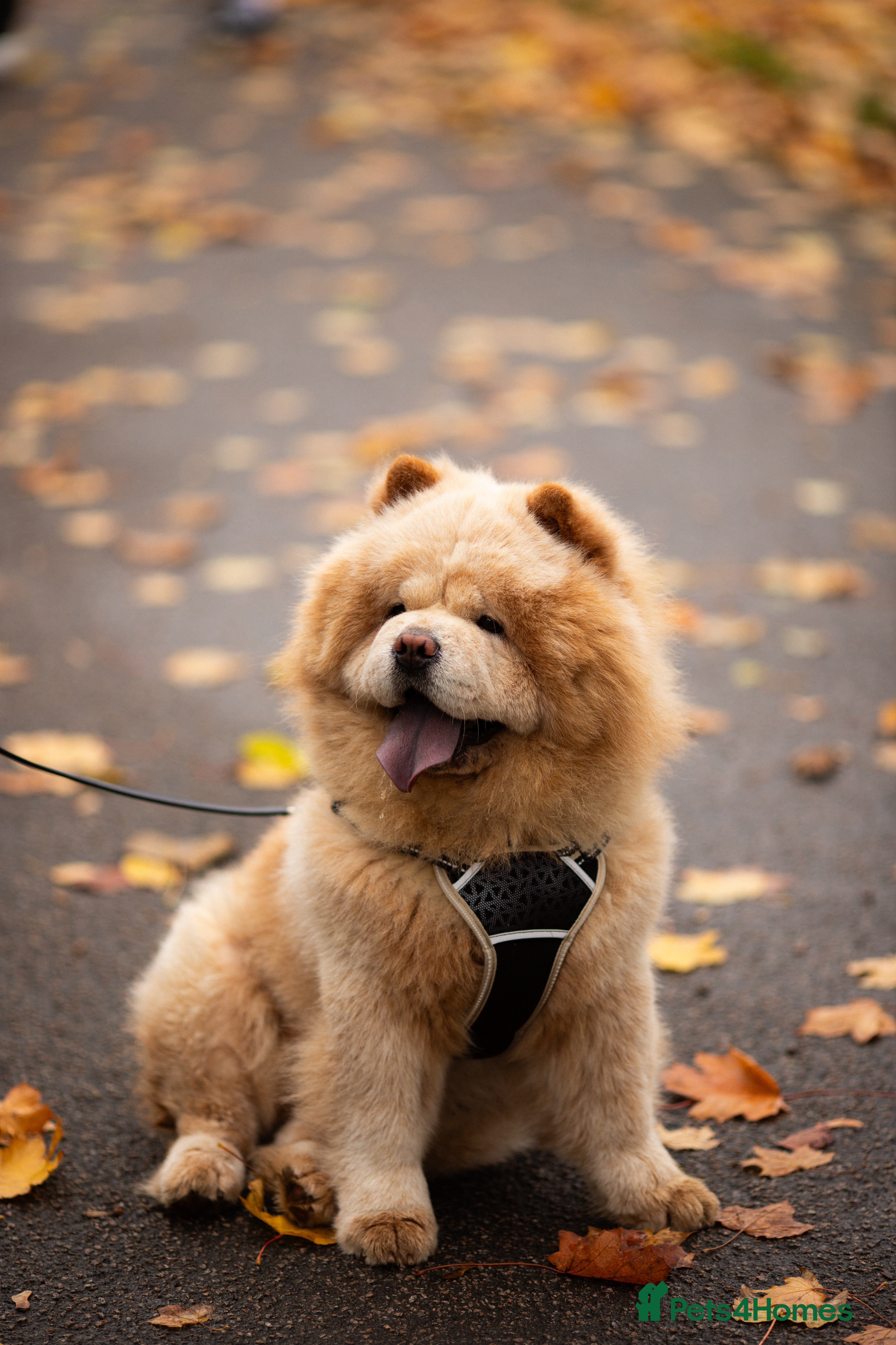 Chow Chow dogs Mickey: Charming Cream-Colored Stud in Aberdeen - Advert 4