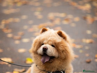 Chow Chow dogs in Aberdeen - Advert 34