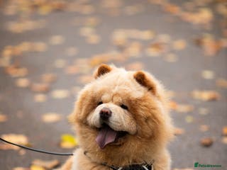 Chow Chow dogs Mickey: Charming Cream-Colored Stud in Aberdeen - Advert 1