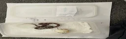 Corn Snake reptiles for sale: Corn Snakes - Advert 12