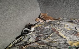 Mixed Breed cats for sale: Friendly kitten - Image 14