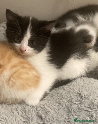 Mixed Breed cats Beautiful fluffy kittens for sale Ready now - Advert 22