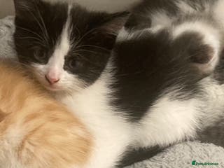 Mixed Breed cats Beautiful fluffy kittens for sale Ready now - Advert 22