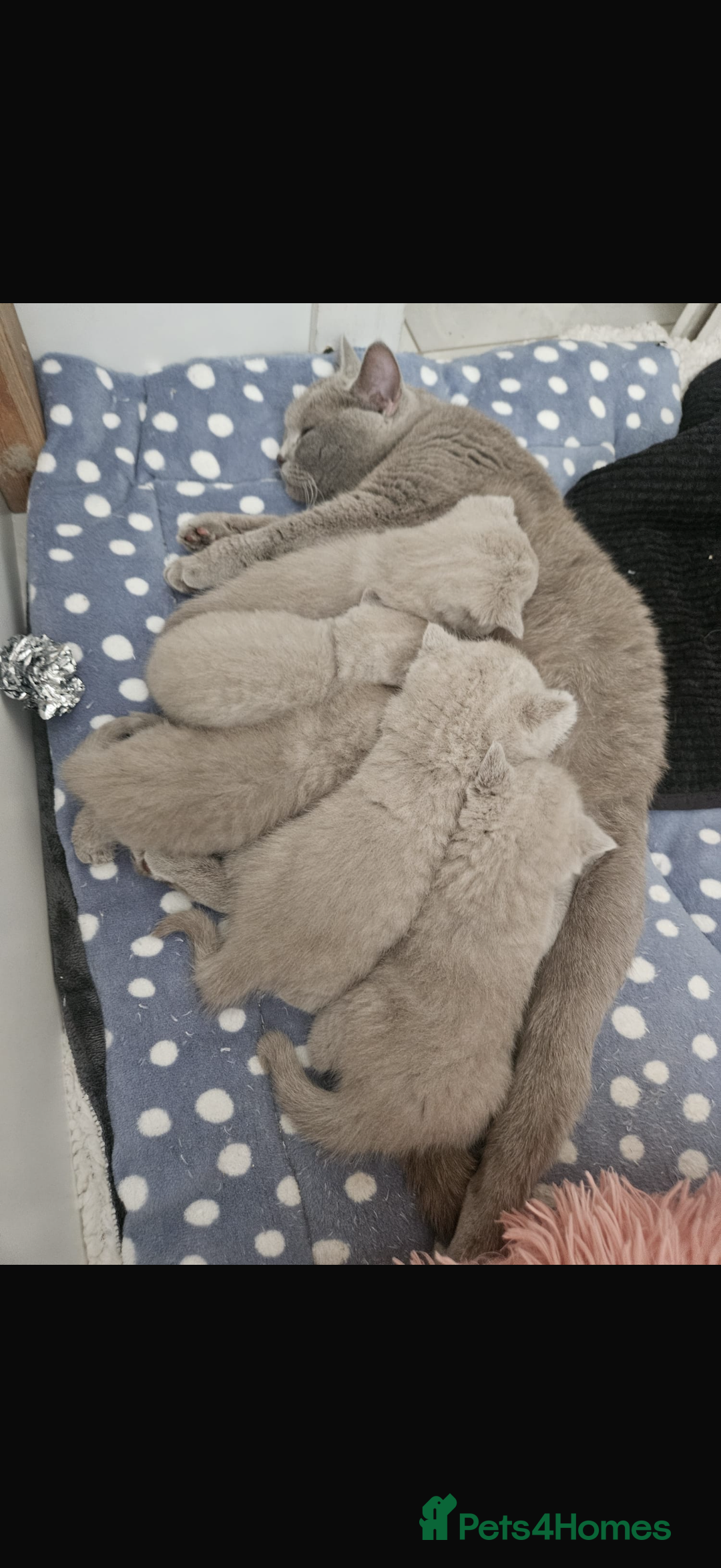 British Shorthair cats for sale: GCCF British Shorthair Kittens  excellent pedigree - Image 11