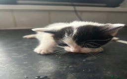 Mixed Breed cats for sale: Adorable kittens waiting for a good home - Image 3