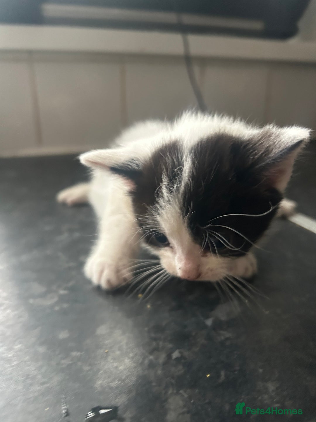 Mixed Breed cats for sale: Adorable kittens waiting for a good home - Image 3