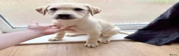 Labrador Retriever dogs for sale: Labrador puppys - Advert 8