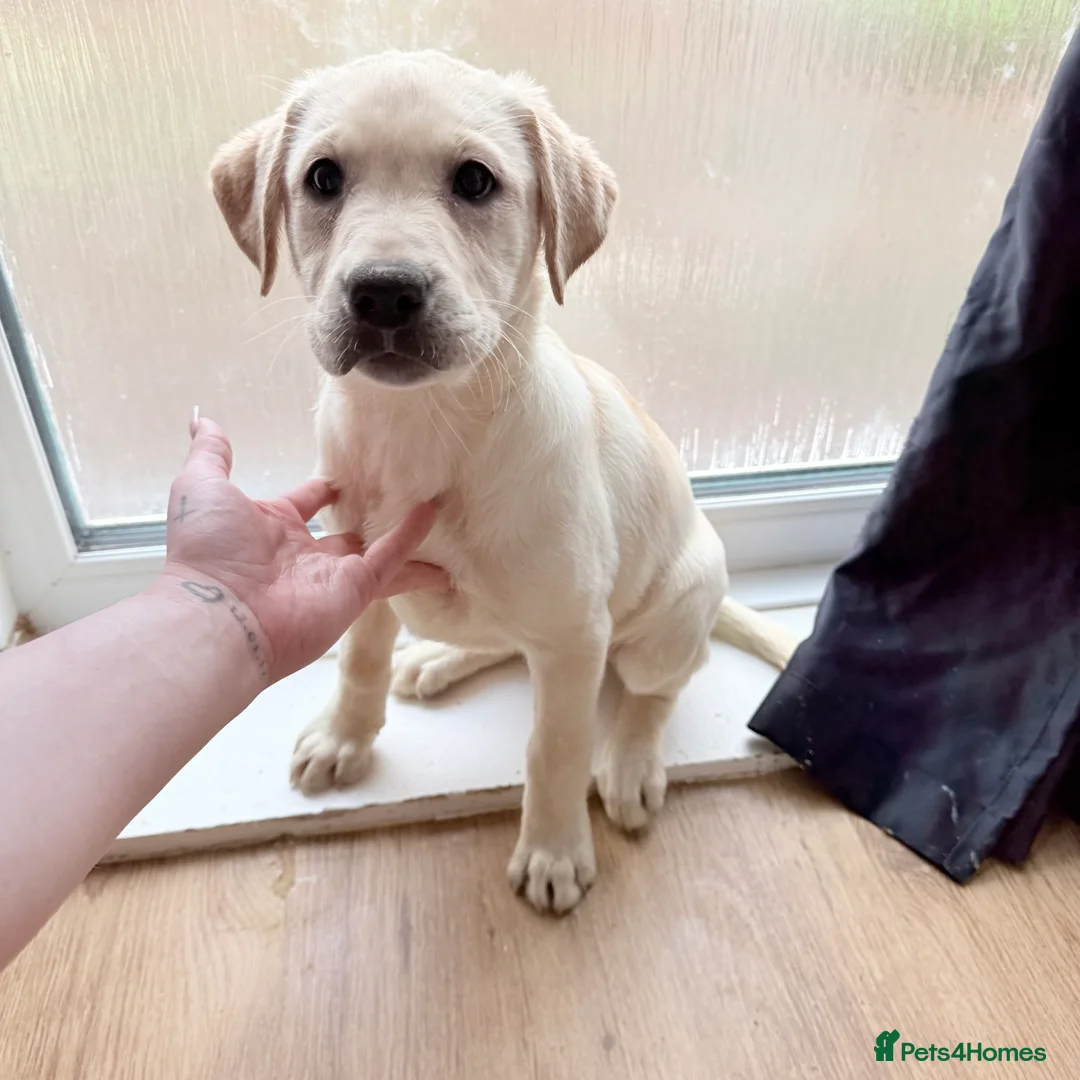 Labrador Retriever dogs for sale: Labrador puppys - Advert 8