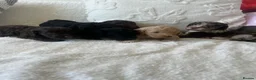 Cockapoo dogs for sale: ✨Beautiful toy cockapoo ✨ in Wrexham - Advert 7