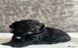Mixed Breed dogs for sale: 6 beautiful havapoo’s - Image 14