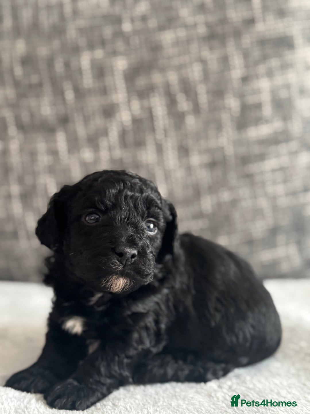 Mixed Breed dogs for sale: 6 beautiful havapoo’s - Image 14
