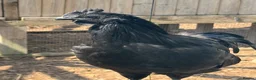 Chickens poultry for sale: Ayam Cermani Cockerel  - Advert 7