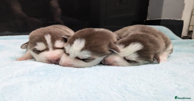 Siberian Husky dogs - Advert 15