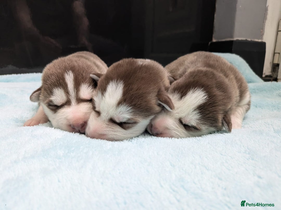 Siberian Husky dogs for sale: Beautiful Siberian Huskies - Image 2