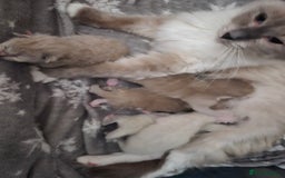 Ragdoll cats for sale: Beautiful Ragdoll Kittens - Image 8