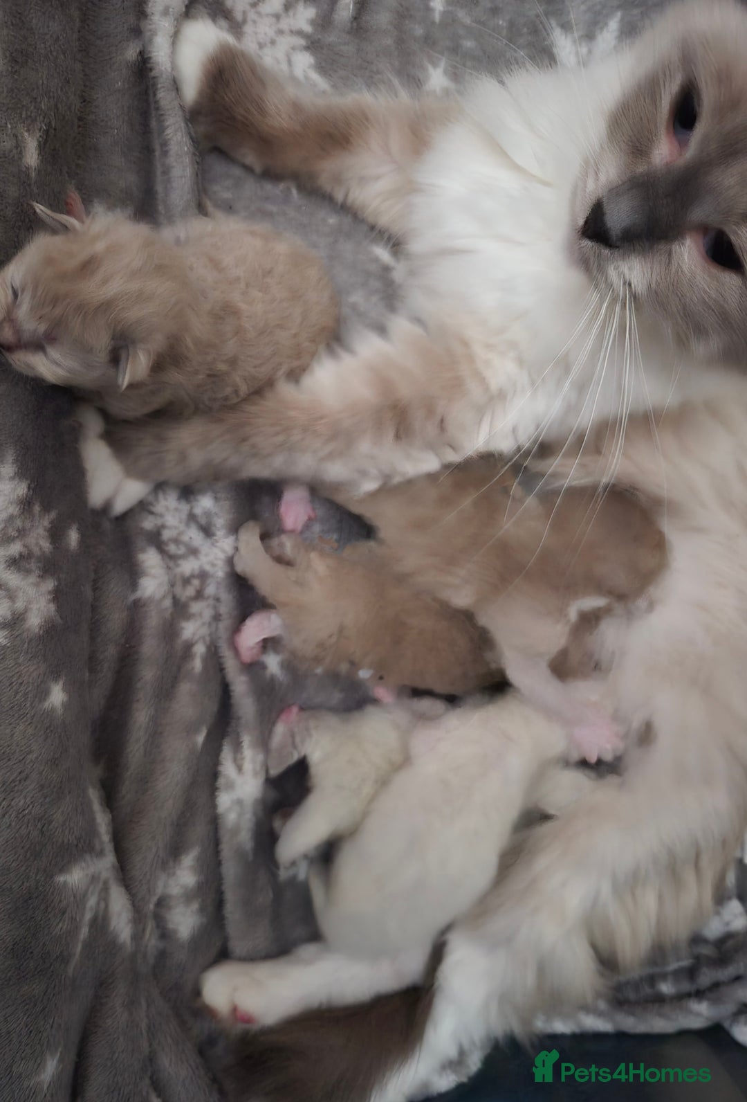 Ragdoll cats for sale: Beautiful Ragdoll Kittens - Image 8