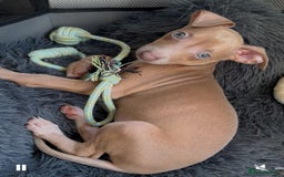 Italian Greyhound dogs for sale: KC Italian Greyhounds - 1 girl and 1 boy available - Image 3