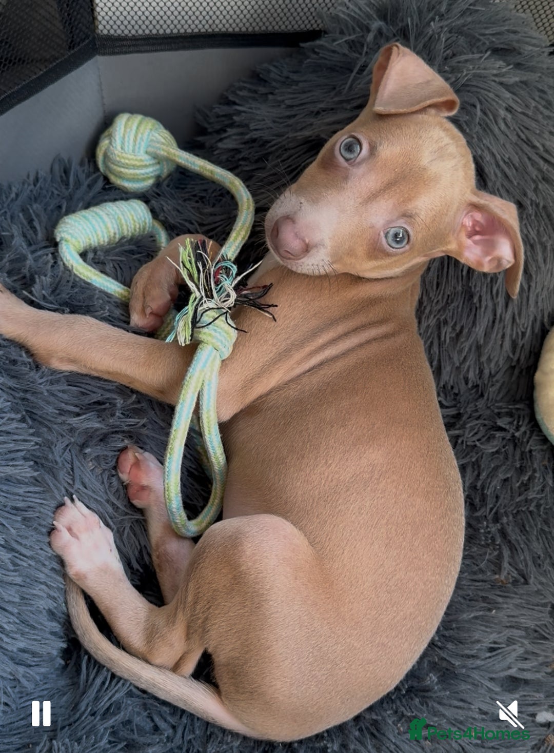 Italian Greyhound dogs for sale: KC Italian Greyhounds - 1 girl and 1 boy available - Image 3
