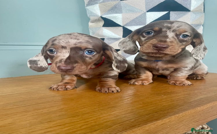 Miniature Dachshund dogs - Advert 10