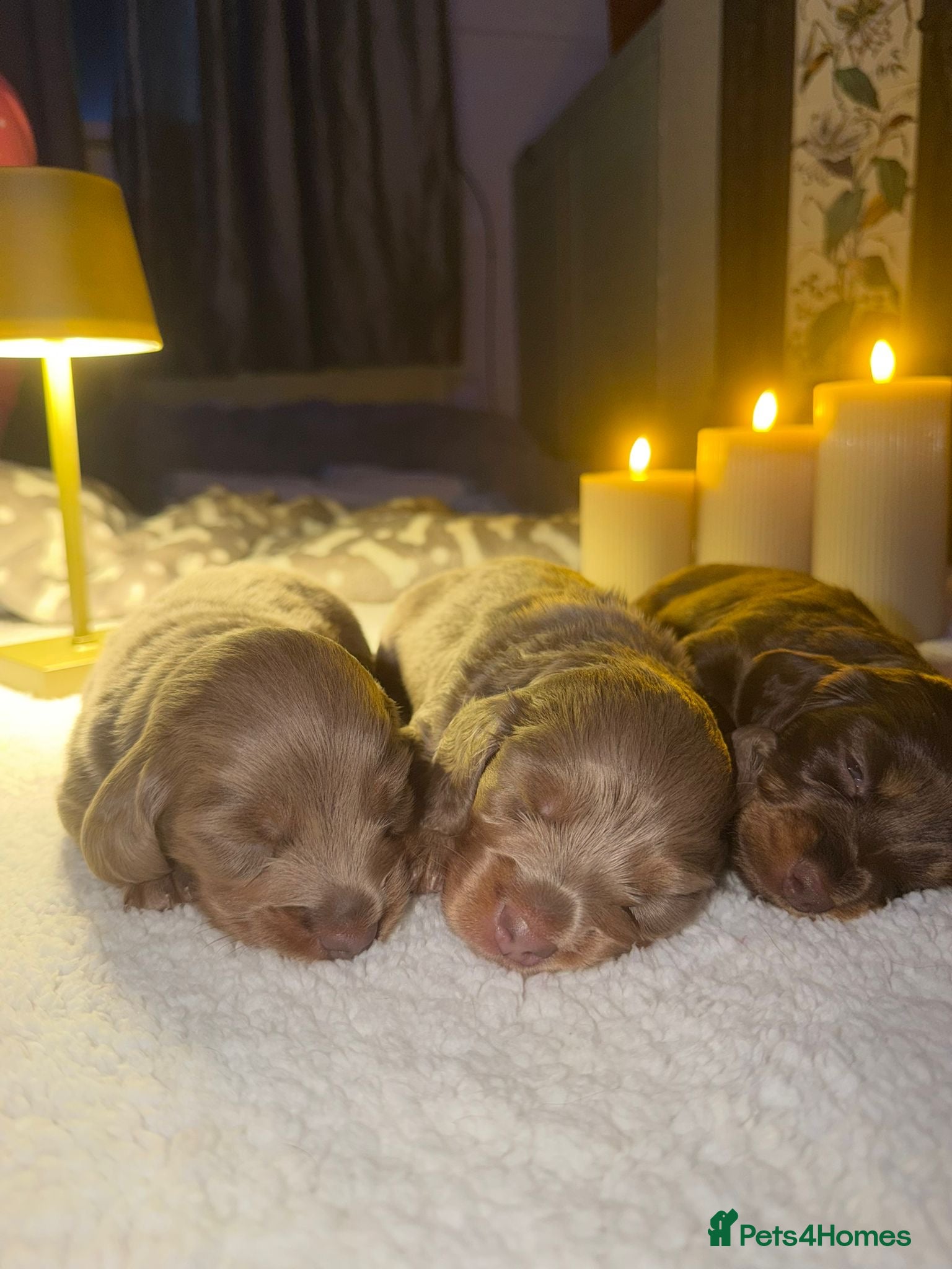 Miniature Dachshund dogs Long haired miniature dachshunds - reduced price!! - Advert 1