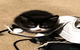 Domestic Shorthair cats for sale: 3 lovely black and white kittens - Image 11