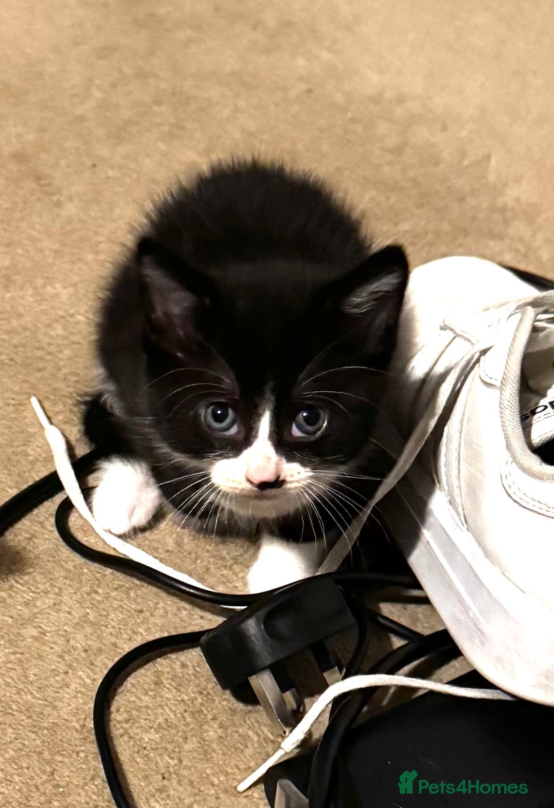 Domestic Shorthair cats for sale: 3 lovely black and white kittens - Image 11