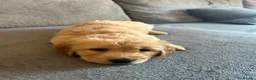 Goldador dogs for sale: Adorable very fluffy Goldador puppies - Advert 14