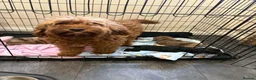 Cockapoo dogs for sale: Cockapoo Puppies in Birmingham - Advert 10