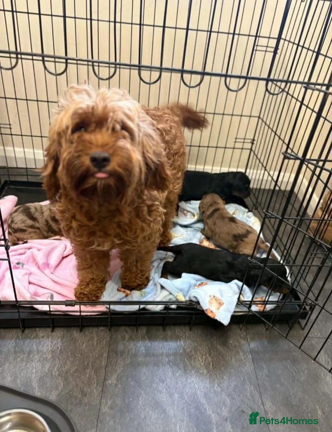 Cockapoo dogs for sale: Cockapoo Puppies in Birmingham - Advert 10