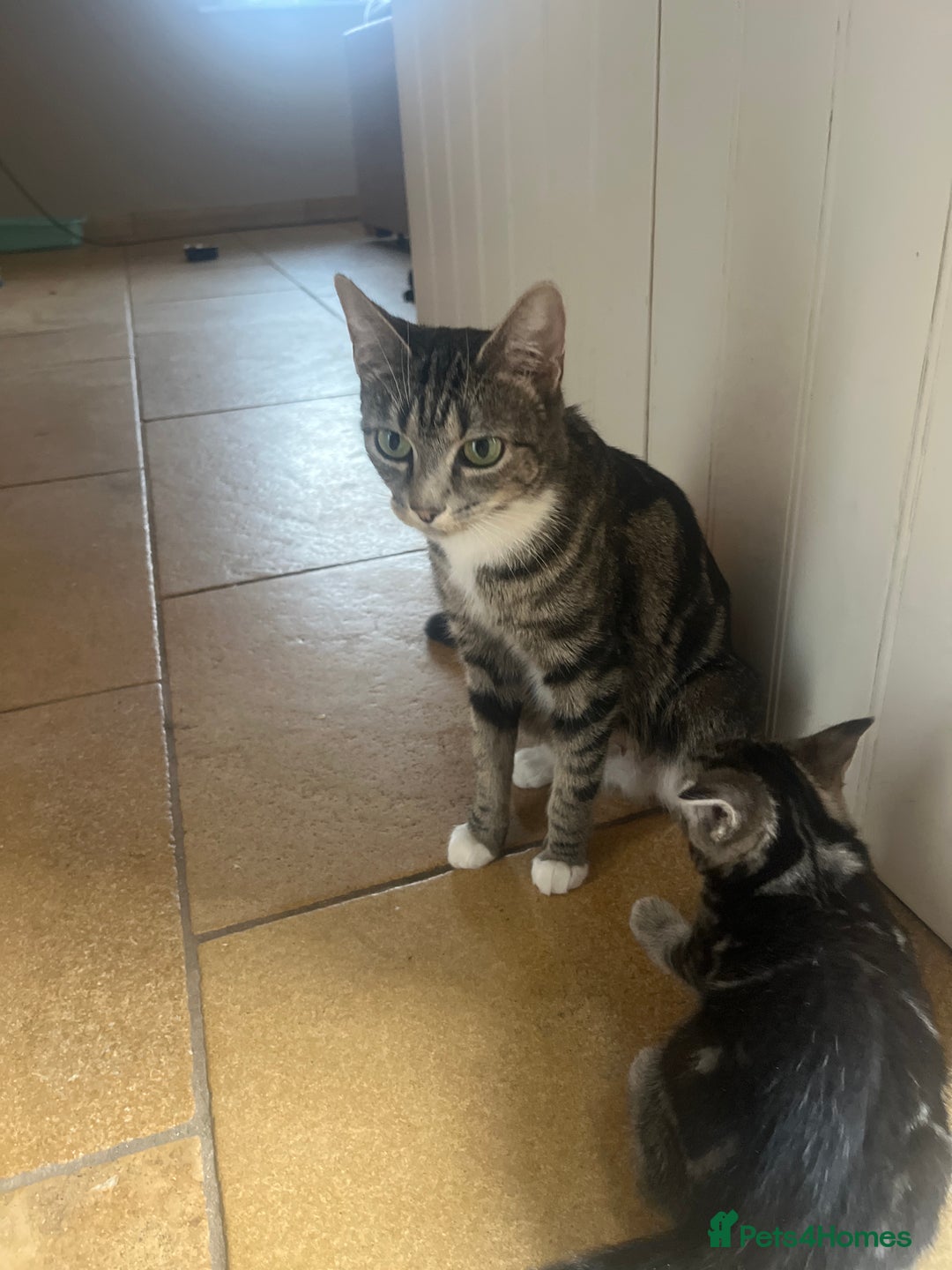 Mixed Breed cats for sale: Kittens looking for forever homes - Advert 7