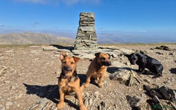Patterdale Terrier dogs for sale: Patterdale x lakeland pups  - Image 18