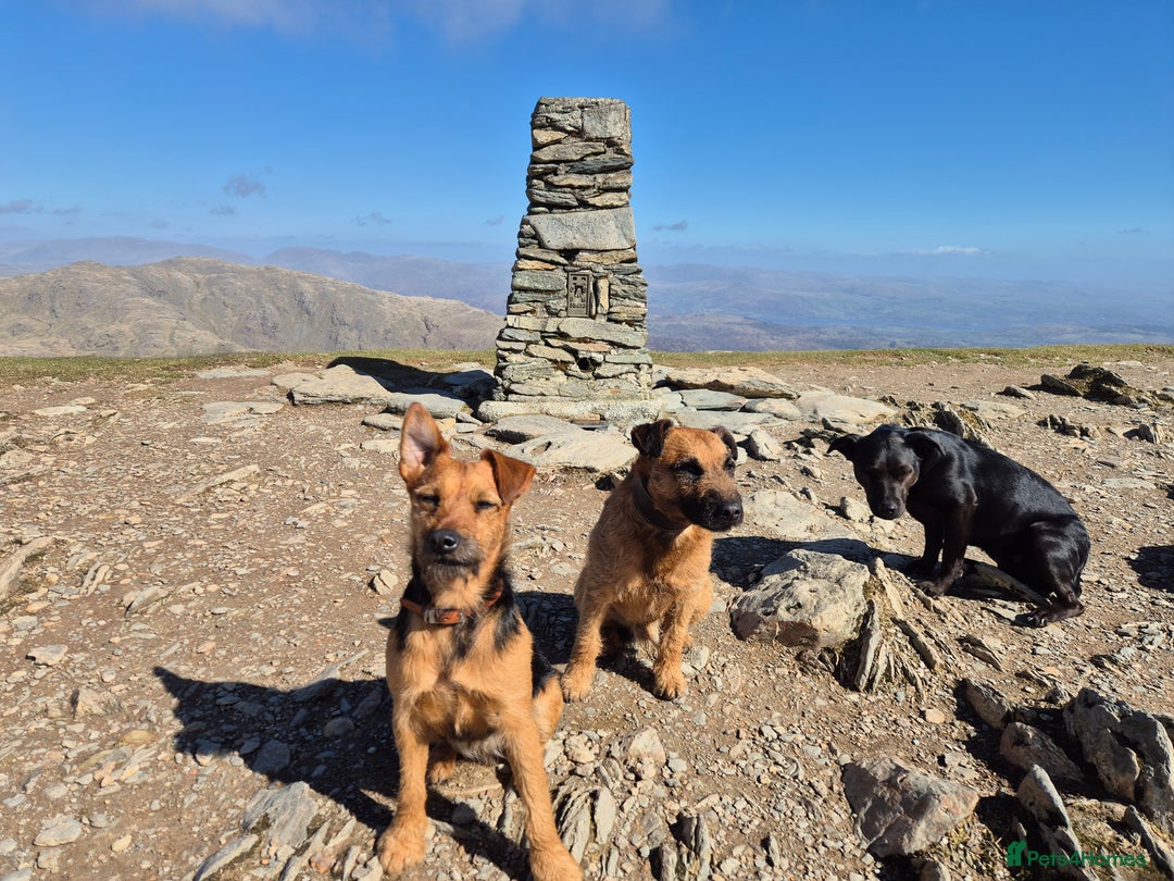 Patterdale Terrier dogs for sale: Patterdale x lakeland pups  - Image 18