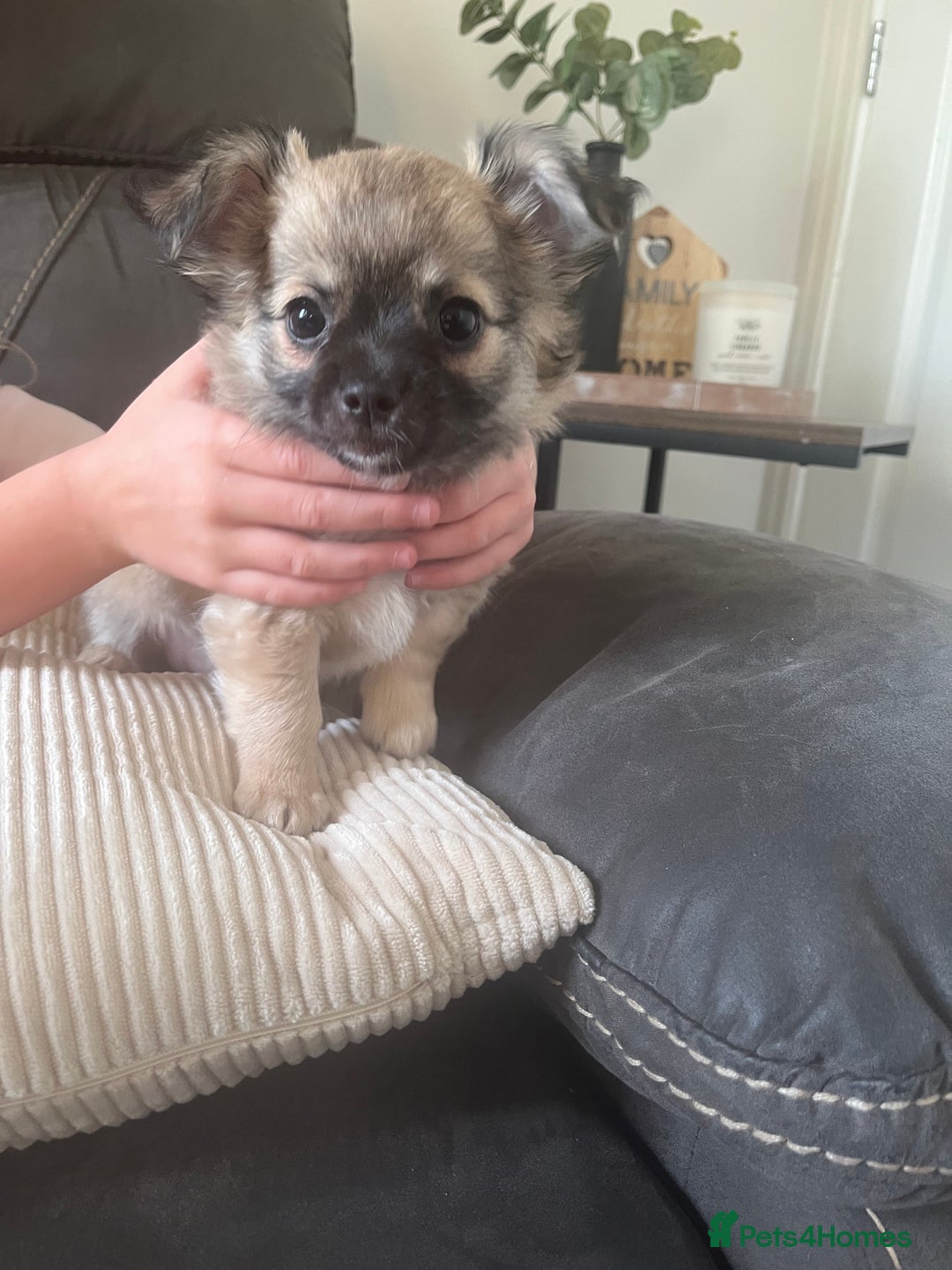 Chihuahua dogs for sale: Long haired chihuahuas READY TO LEAVE NOW. - Image 5