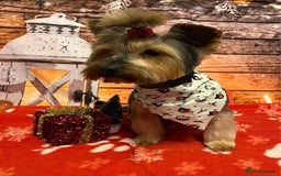 Yorkshire Terrier dogs for sale: Stunning Yorkshire Terrier puppies for sale  - Image 13