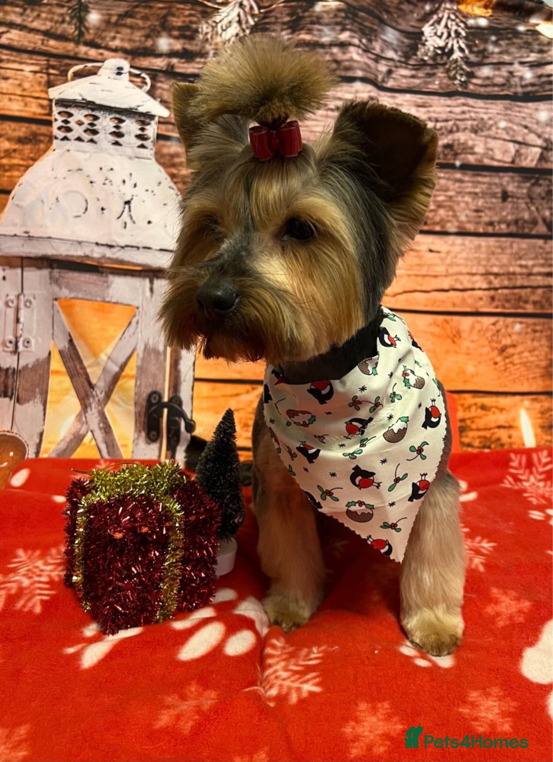 Yorkshire Terrier dogs for sale: Stunning Yorkshire Terrier puppies for sale  - Image 13
