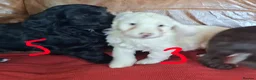 Cockapoo dogs for sale: F1 Cockapoo Puppies  - Advert 5